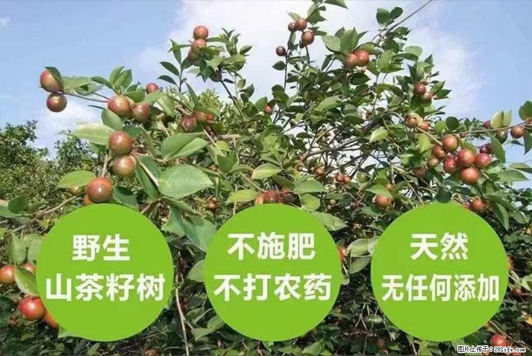 【灌阳县油茶产业示范区】一个有着充实的精神生活的人,对待身外之物自会有一种淡泊的态度 - 美食天地 - 楚雄生活社区 - 楚雄28生活网 cx.28life.com