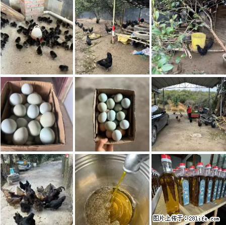 油茶园从小鸡仔开始养起的纯土鸡、土鸡蛋可以预定啦!还有前几天刚榨的纯山茶油哦 - 土特产 - 饮食特产 - 楚雄分类信息 - 楚雄28生活网 cx.28life.com