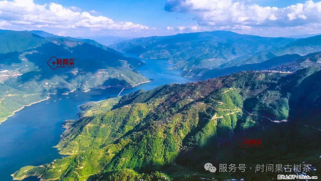 时间果百年古树龙珠普洱生茶 - 购物交流 - 楚雄生活社区 - 楚雄28生活网 cx.28life.com