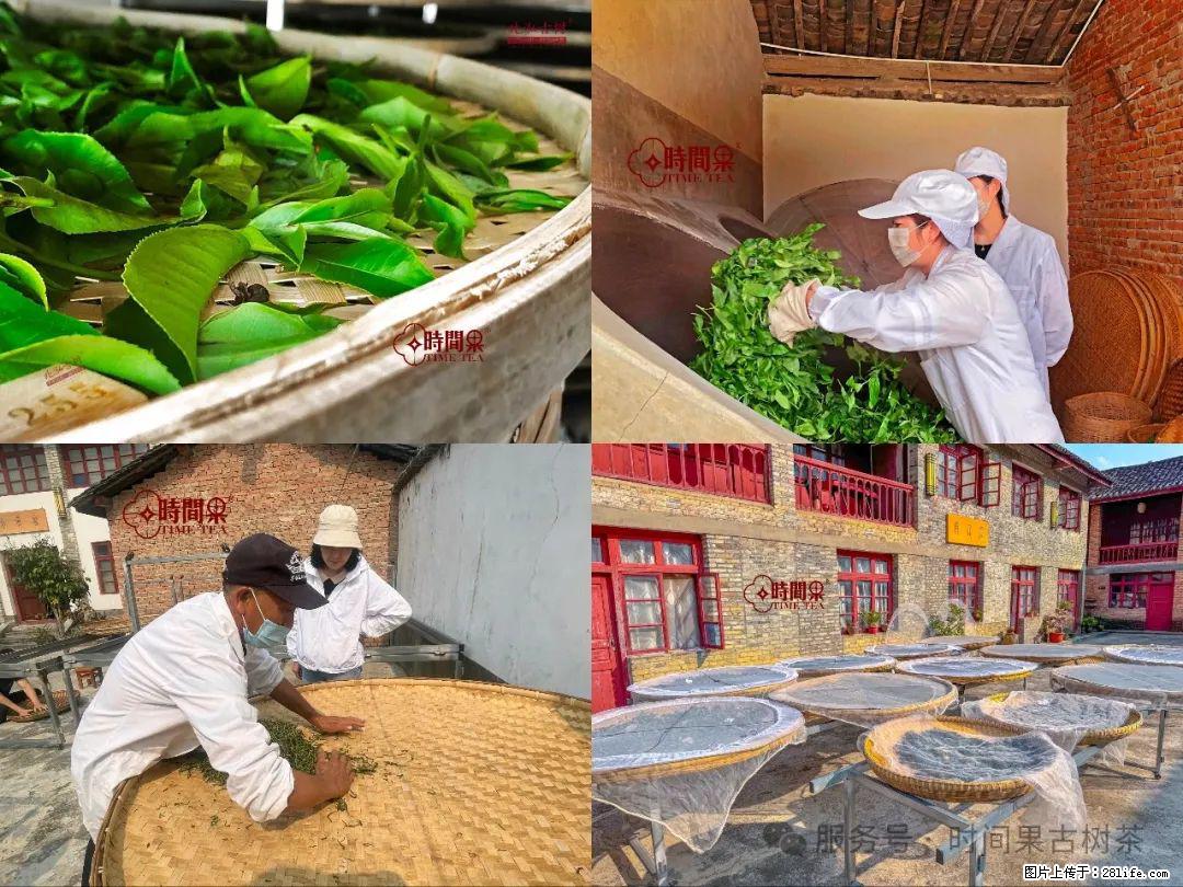 时间果百年古树龙珠普洱生茶 - 购物交流 - 楚雄生活社区 - 楚雄28生活网 cx.28life.com