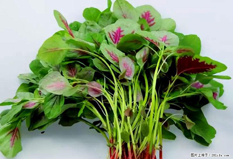 这些蔬菜是“天然钙片”，这6种被医生重点推荐 - 楚雄生活资讯 - 楚雄28生活网 cx.28life.com