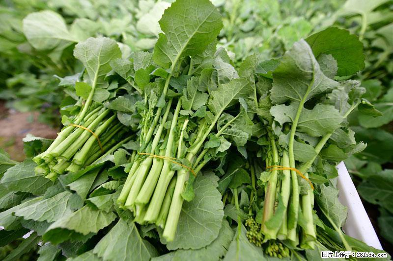 这些蔬菜是“天然钙片”，这6种被医生重点推荐 - 楚雄生活资讯 - 楚雄28生活网 cx.28life.com